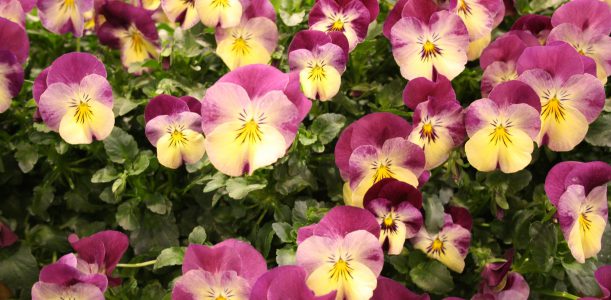 Hornveilchen – Eine sehr beliebte Frühlingspflanze